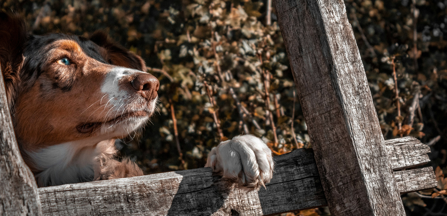 Chien avec la patte sur une barrière