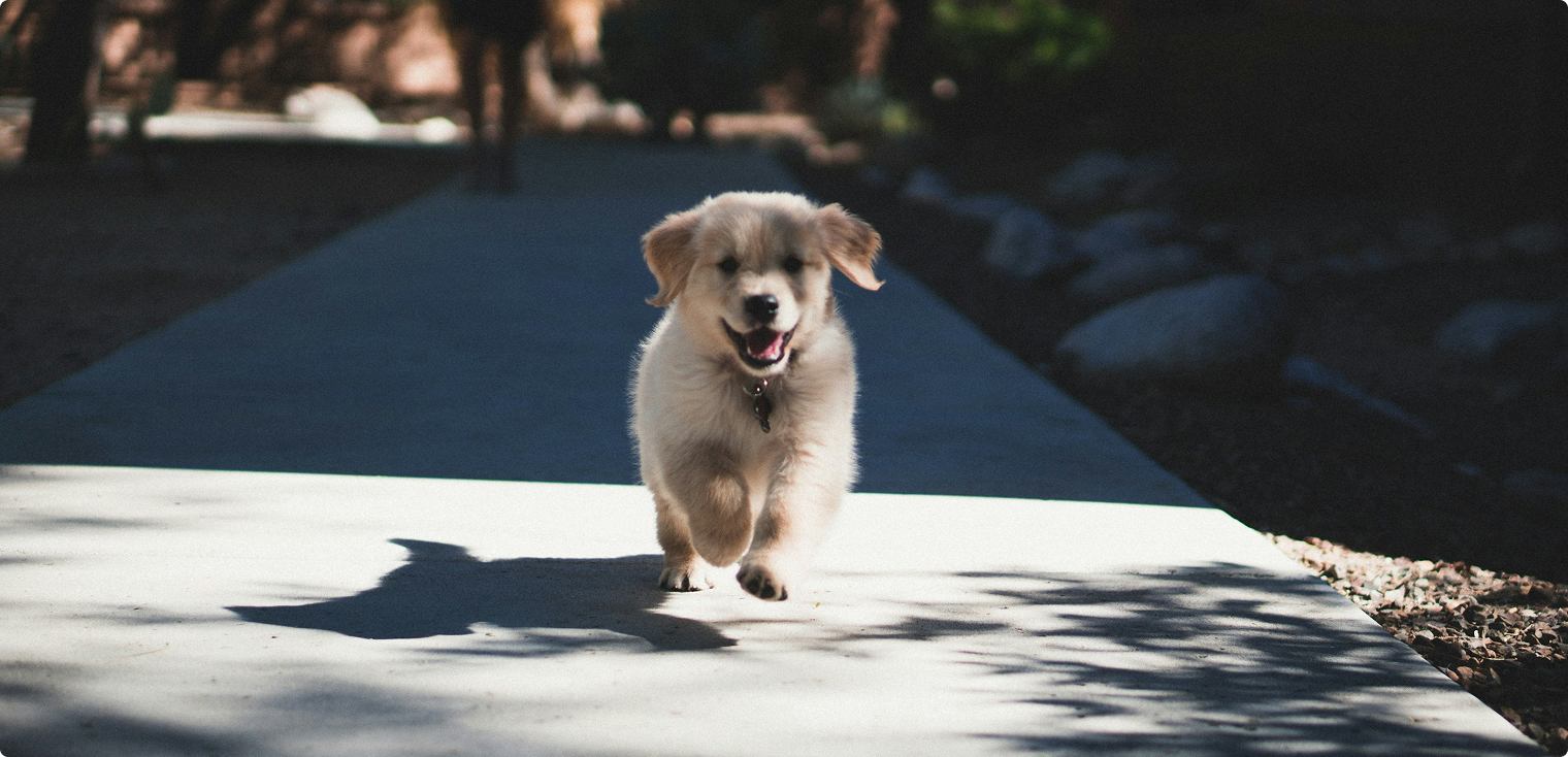 Chiot qui court
